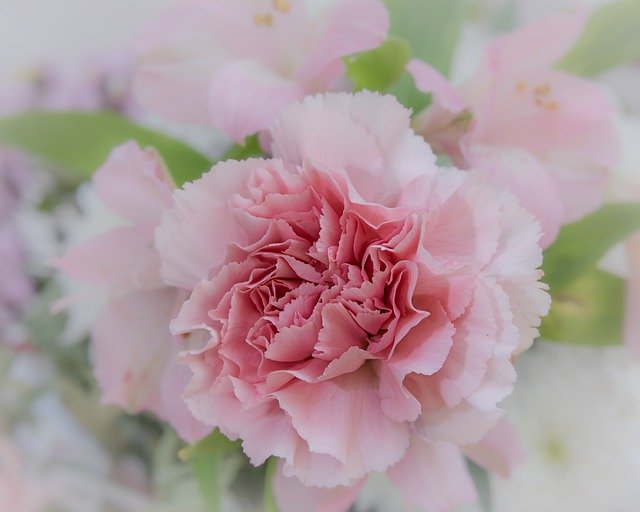 母の日のカーネーション 花の種類や色は 花束をネットで贈るには クラシラシク